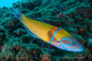 Thalassoma pavo #3 by Marco Gargiulo 